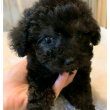 Poodle puppies for sale in Hungary/Crotia/Europe 