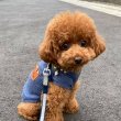 Poodle puppies for sale in Hungary/Crotia/Europe 