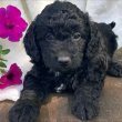 Poodle puppies for sale in Hungary/Crotia/Europe 