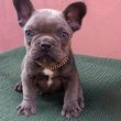  Francia bulldog lány (blue)