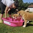Akita Inu – Gyönyörű FCI kölykök