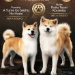 Akita Inu – Gyönyörű FCI kölykök