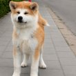 Akita Inu – Gyönyörű FCI kölykök