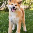 Akita Inu – Gyönyörű FCI kölykök