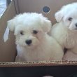 Bichon Bolognese