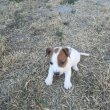 Jack Russel kislány