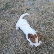 Jack Russel kislány