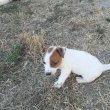 Jack Russel kislány