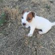 Jack Russel kislány