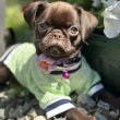 Chocolate Petit Brabancon (Smooth Brussel Griffon)