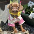 Chocolate Petit Brabancon (Smooth Brussel Griffon)