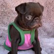 Chocolate Petit Brabancon (Smooth Brussel Griffon)