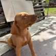 Magyar vizslababák szerető családot keresnek 