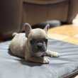 Francia bulldog kan kölyök