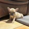 Francia bulldog kan kölyök