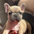 Francia bulldog kan kölyök