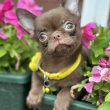 Lilac & chocolate boys chihuahua