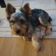 Tündéri Yorkshire Terrier kan kiskutya eladó 
