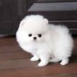 Mini pomerániai kölykök