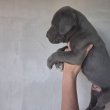 Német dog kiskutyák eladòk 20/3335768
