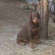 Eladó dobermann kölykök