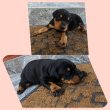 Dobermann kölykök 