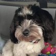 Bichon havanese kiskutyàk 