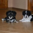 Bichon havanese kiskutyàk 