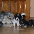 Bichon havanese kiskutyàk 