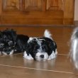Bichon havanese kiskutyàk 