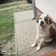 Moszkvai őrkutya 
