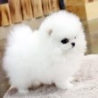 Mini Spitz pomerániai kölykök
