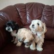 Bichon havanese kiskutyák szerető gazdit keresnek