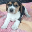 Beagle kölykökkutyák eladók 