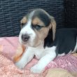 Beagle kölykökkutyák eladók 