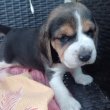 Beagle kölykökkutyák eladók 