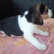 Beagle kölykökkutyák eladók 