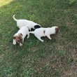 Jack Russel kiskutyák eladók 