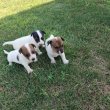 Jack Russel kiskutyák eladók 