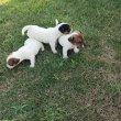 Jack Russel kiskutyák eladók 