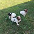 Jack Russel kiskutyák eladók 