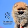 Pomeranian BOO – Mackó típusú kölykök