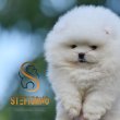 Pomeranian BOO – Mackó típusú kölykök