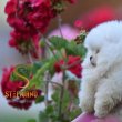 Pomeranian BOO – Mackó típusú kölykök
