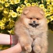 Pomeranian BOO – Mackó típusú kölykök