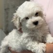 Bichon Havanese kiskutyák