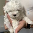 Bichon Havanese kiskutyák