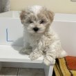 Bichon Havanese kiskutyák
