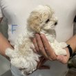 Bichon Havanese kiskutyák
