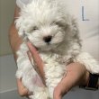 Bichon Havanese kiskutyák